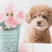 ＊yurin＊の画像