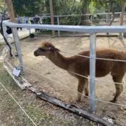 kurutonの画像