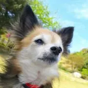 りだゆママの画像