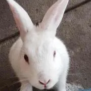 テン
