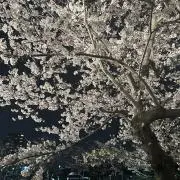 yoonseulの画像