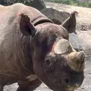 焼カツオの画像