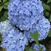 がくあじさいの画像