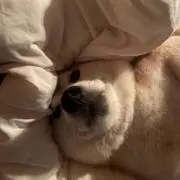 ricoの画像