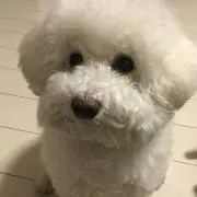 グルーの画像