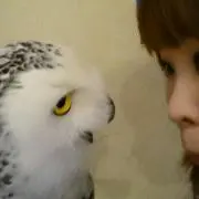 あこOGの画像
