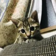 TOMOの画像