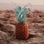 ニコの画像