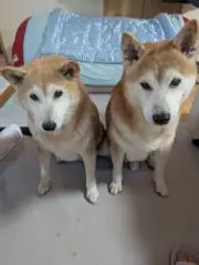 さくら