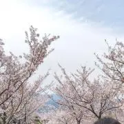 Pの画像