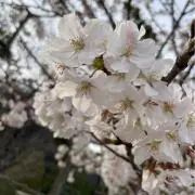 SAKURAの画像