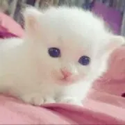 あっしーの画像