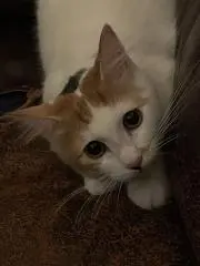 ノンちゃん