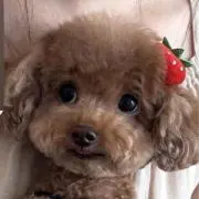 はなちゃんの画像