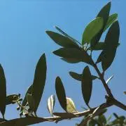 you