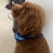 将来の夢はポケモンマスター