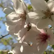 ぽんぽこ