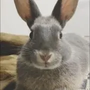 もくの画像