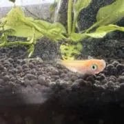 mtoの画像