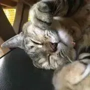 ちゃん◆プロフ読んでほしいの画像