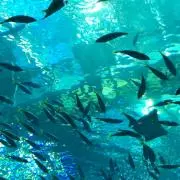 イザベル(プロフ必読)の画像