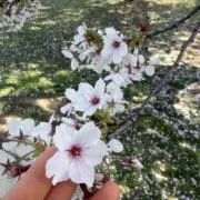 yuyuの画像