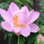 やまちゃんの画像
