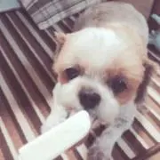 クリームシチューの画像