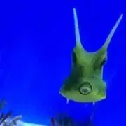 ミエティの画像