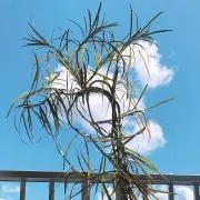 ゆるりん
