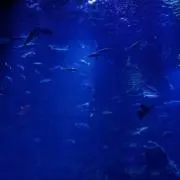 ゆんたむの画像