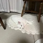 マロ
