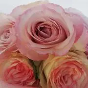 soy *°☆*。の画像