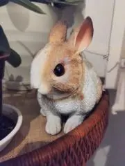 かえるの画像