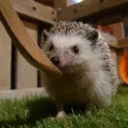 ハリオット