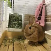 うさぎのコロちゃんの画像