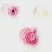 miniの画像