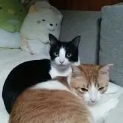 ハナちゃん