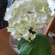 ちぇりんの画像