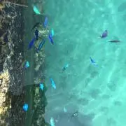 ぴょん吉の画像