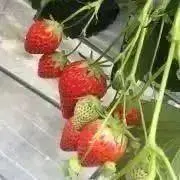 ぐっぴーの画像