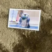 ラッコボトル