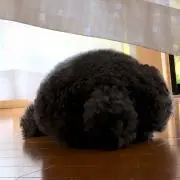 りんご族の画像