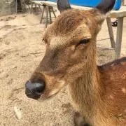 ねこたくん