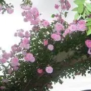 Anneの画像