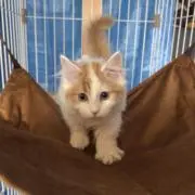 ねこの画像