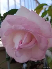 M.Jの画像