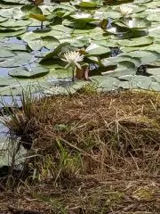 即購入可能　ライムの画像