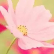 あおい