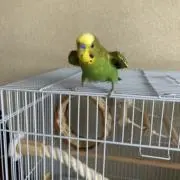 きなこ